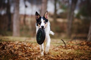 Teach Dog to Fetch