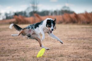 Off-Leash Dog Training