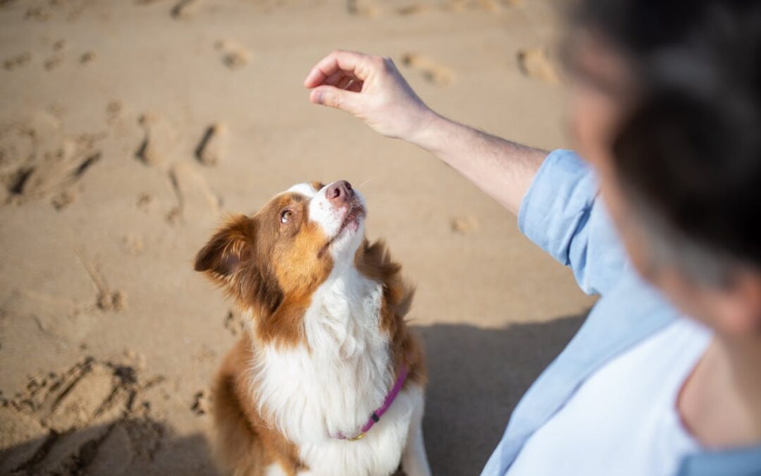 Why Routine in Dog Training Leads to Faster Results