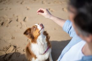 Routine in Dog Training