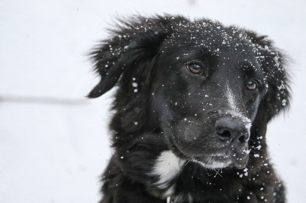Keeping Your Dog Active in Winter