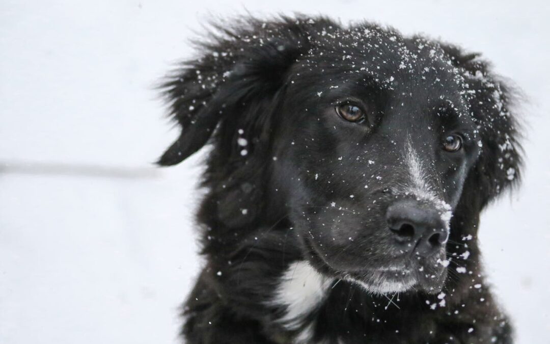 10 Training Exercises for Keeping Your Dog Active in Winter