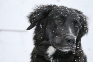 Keeping Your Dog Active in Winter