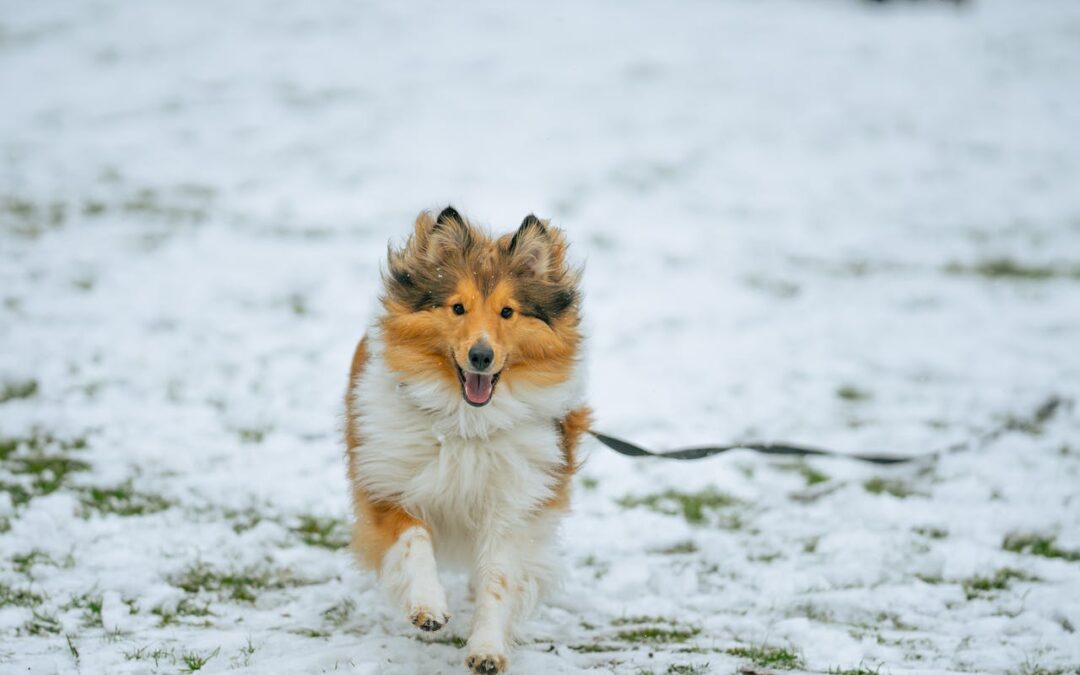 Advanced Dog Recall Training: 5 Proven Techniques for Success