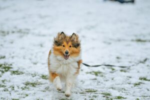 Advanced Dog Recall Training