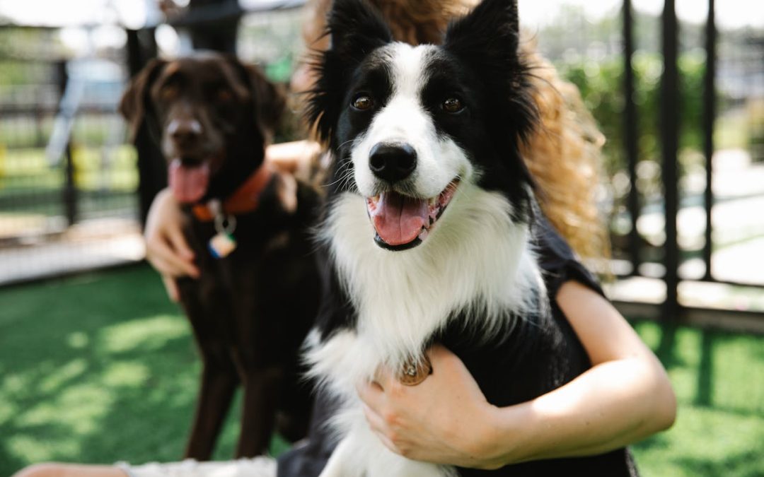 5 Proven Ways to Speed Up Dog Training for Faster Results