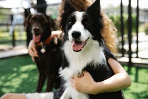 Speed Up Dog Training