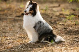 Speed Up Dog Training