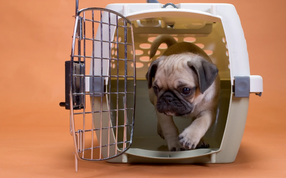 How To Crate Train A Puppy