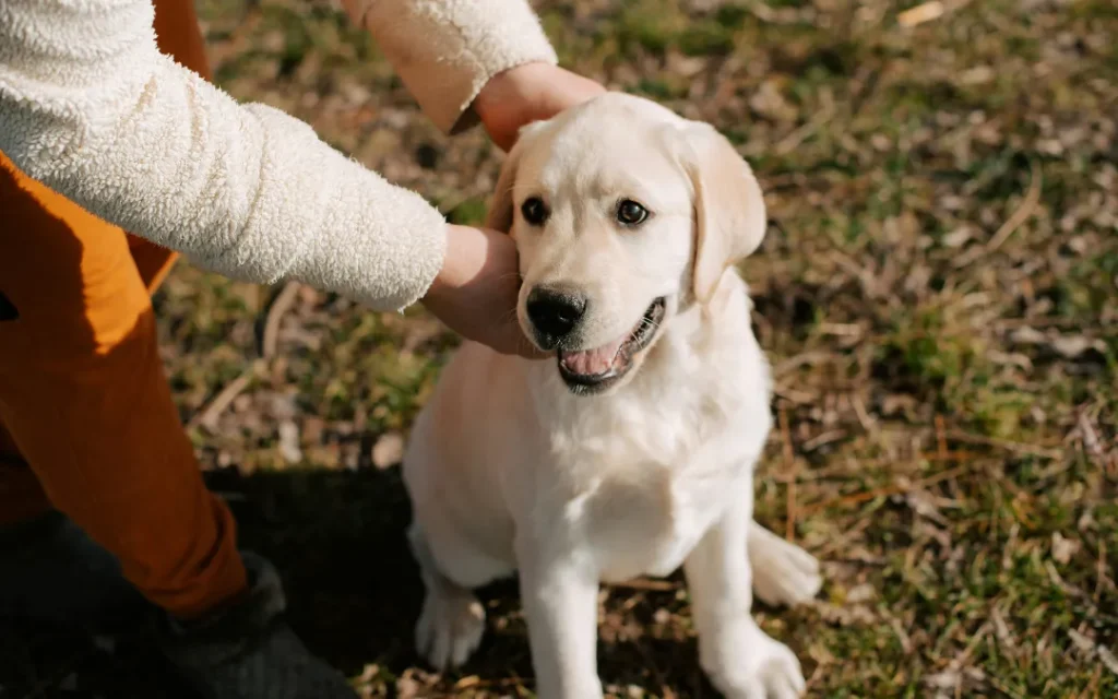 play with your puppy as a reward
