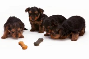How Much to Feed a Puppy