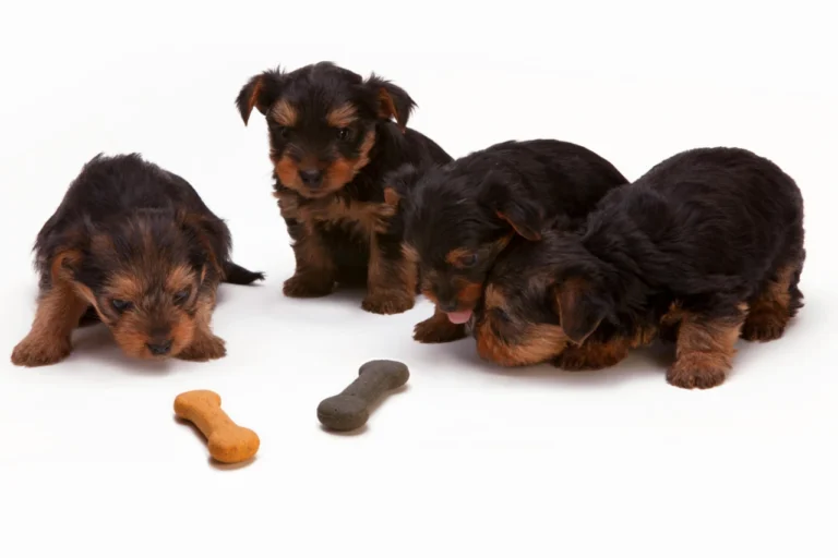 How Much to Feed a Puppy