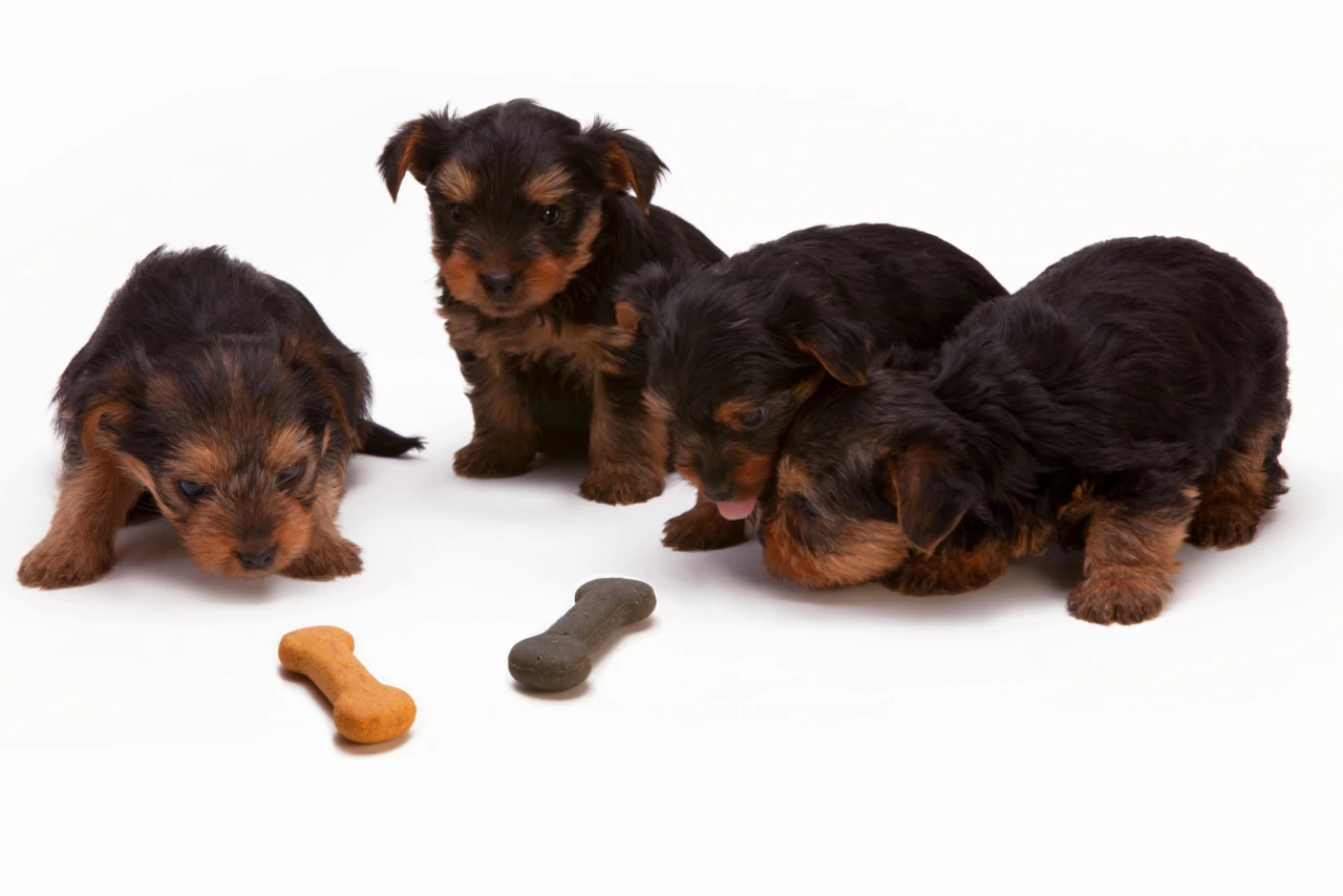 How Much to Feed a Puppy