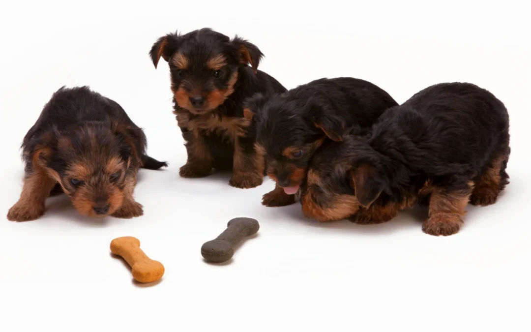 How Much to Feed a Puppy: A Helpful Puppy Feeding Guide