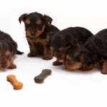 How Much to Feed a Puppy