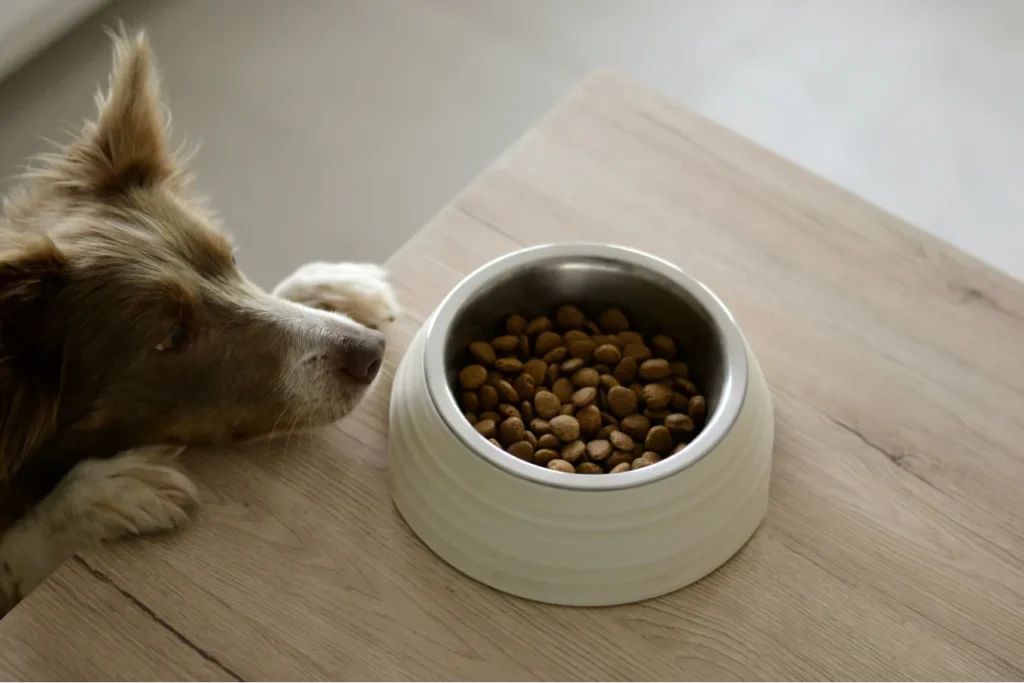 dog sniffing a dog bowl