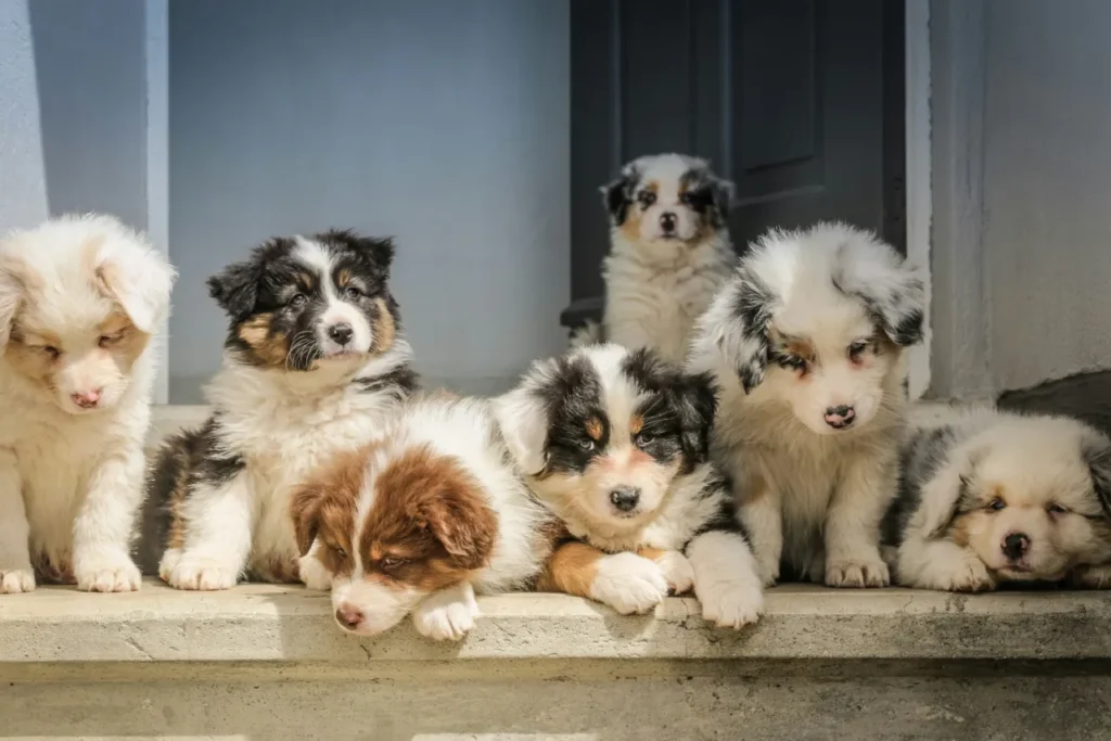group of puppies