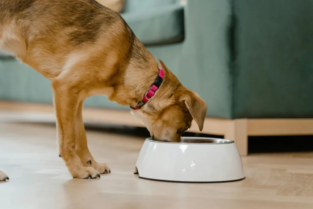 puppy eating from a dog bowl